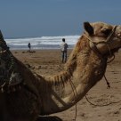 Dromadaire à la plage